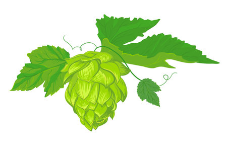 Hop branche on a white background. Vector illustration in the style of engravings.のイラスト素材