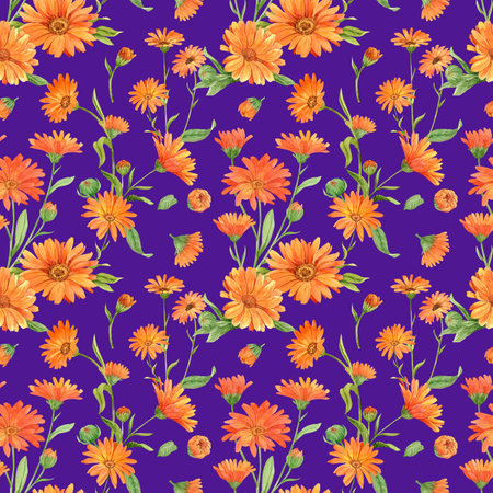 Calendula flowers on purple, patternの写真素材