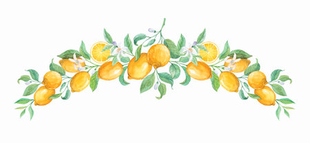 Lemon branches on a white background, watercolorの写真素材
