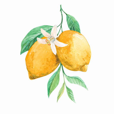 Lemon citrus isolated on a white backgroundの写真素材