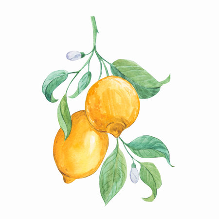 Lemon citrus isolated on a white backgroundの写真素材
