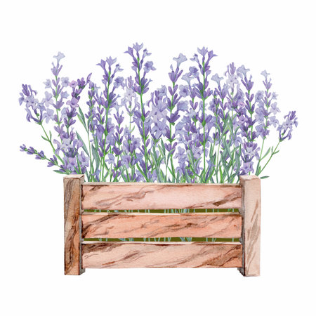 Lavender in a box watercolor illustrationの写真素材