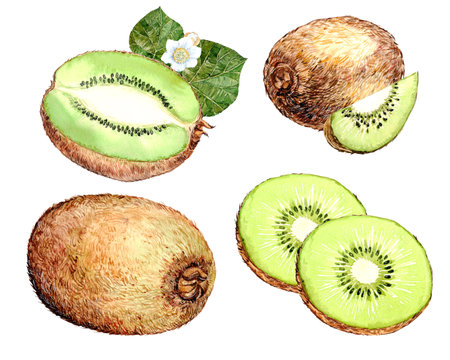 Kiwi fruit hand drawn watercolor illustrationの写真素材