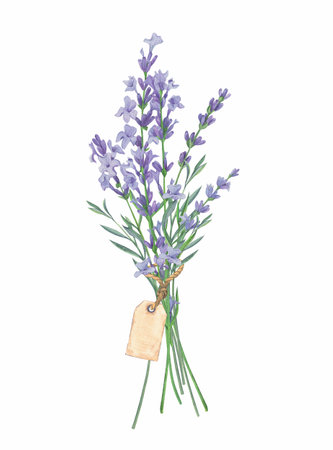 Watercolor lavender bouquet. Flower illustration.の写真素材