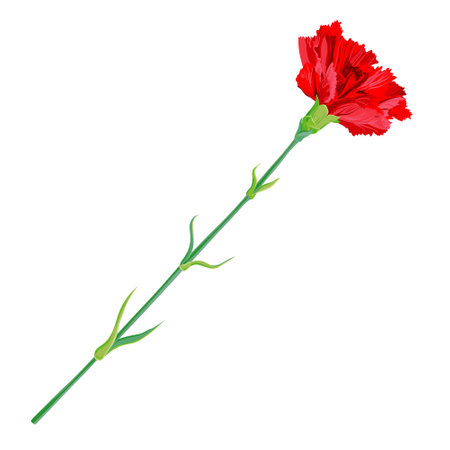 Red carnation isolated on a white background. Vector clip art for greeting cards for Valentine's Day, Mother's Day, May 9. Flowers for wedding decor.のイラスト素材