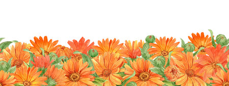 Calendula on white background, seamless border. Orange flowers, watercolor illustration. Medicinal plant, which is part of tea and homeopathic remedies. Design element for packaging, labelsの写真素材