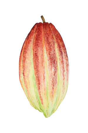 botanical illustration. Watercolor cocoaの写真素材