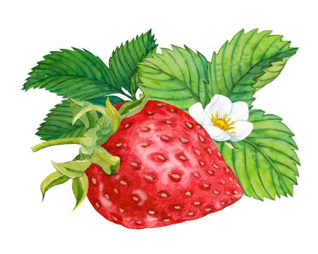 Strawberry bush, berries, flowers, leaves. Watercolor.の写真素材