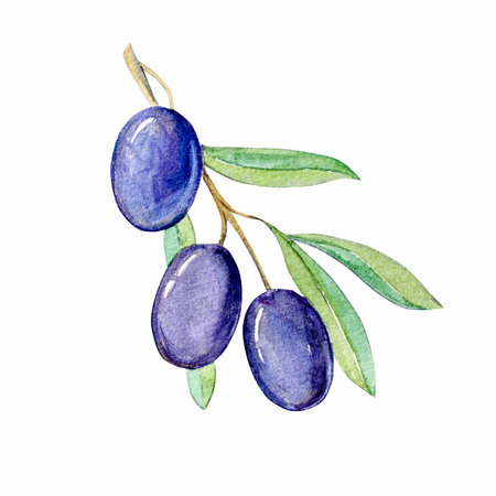 Watercolor black olive branch illustrationの写真素材