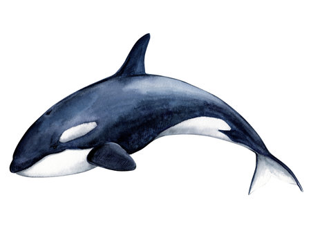 Killer whale (Orcinus orca) , realistic watercolor illustration. Wild inhabitants of the seas and oceans of the Arctic. Isolated image on a white background.の写真素材