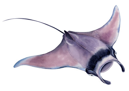 Manta ray, giant sea devil. The stingray isolated on a white background. Hand drawn watercolor illustration.の写真素材