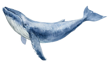 Hand drawn watercolor humpback whale. Watercolor illustration isolated on a white background. Marine development, rare species.の写真素材