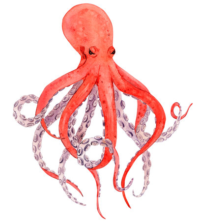 Orange octopus on a white background. Illustration of a sea creature with tentacles isolated on a white background. Watercolor, handmade.の写真素材