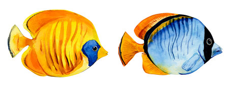Tropical fish on a white background. Bright inhabitants of coral reefs. Chaetodon semilarvatus,...