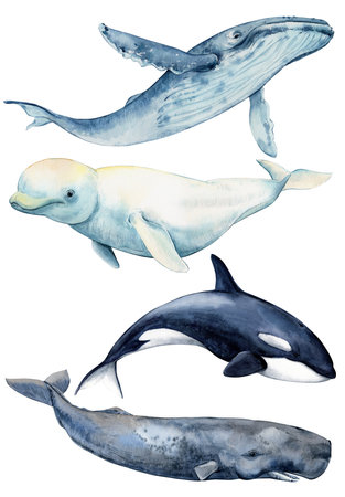 Large mammals, inhabitants of the seas and oceans. Killer whale (Orcinus orca), sperm whale, beluga whale and humpback whale on a green background. Watercolor illustration.の写真素材