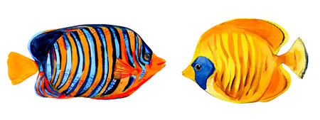 Tropical fish on a white background. Bright inhabitants of coral reefs. Chaetodon semilarvatus, Pygoplites diacanthus fish. Watercolor illustration for summer design.の写真素材