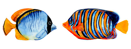 Tropical fish on a white background. Bright inhabitants of coral reefs. Pygoplites diacanthus fish. Watercolor illustration for summer design.の写真素材