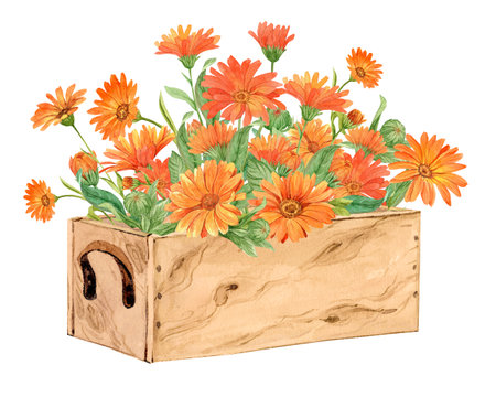 Hand painted calendula with watercolors in a wooden box. Decorative composition in Provence style. Flower box for wedding invitations and cards, herbal tea packaging.の写真素材