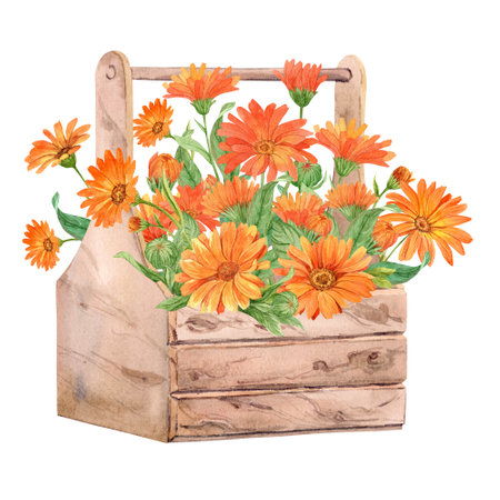 Hand painted calendula with watercolors in a wooden box. Decorative composition in Provence style. Flower box for wedding invitations and cards, herbal tea packaging.の写真素材
