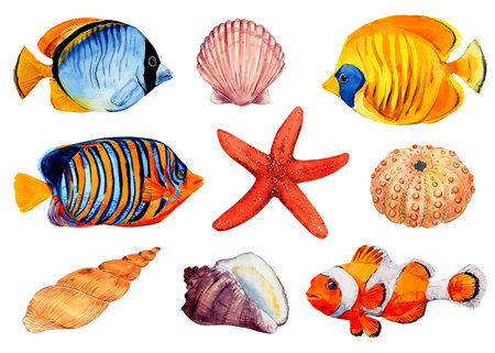 Watercolor set of seashells and fish on a white background. Inhabitants of coral reefs, tropical underwater animals. Bright elements for your menu, packaging, textiles or summer design.の写真素材