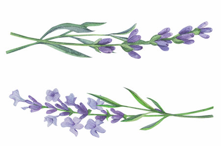 Branches of lavender on a white background. Purple flowers for wedding cards, cosmetics packaging. Vintage style. Provence. Watercolor illustration.の写真素材
