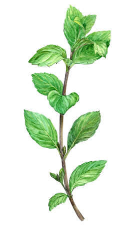 Branch of fresh mint on a white background. Watercolor botanical illustration. Ingredient for herbal tea, cocktail, dessert, mojito. Green leaves on a white background.の写真素材
