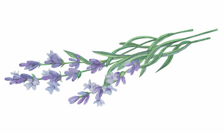 Branches of lavender on a white background. Purple flowers for wedding cards, cosmetics packaging. Vintage style. Provence. Watercolor illustration.の写真素材
