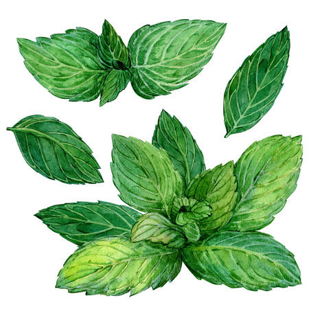 Set of mint leaves on an isolated white background. Watercolor botanical illustration. Fresh ingredient for herbal tea, cocktail, dessert. Green leaves.の写真素材