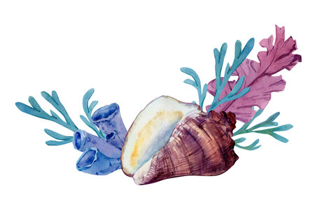 Composition of algae, shells of molluscs and corals. Bright elements Coral reefs. Watercolor illustration. The plot for the design of banners, souvenirs, postcards, posters, design and printingの写真素材