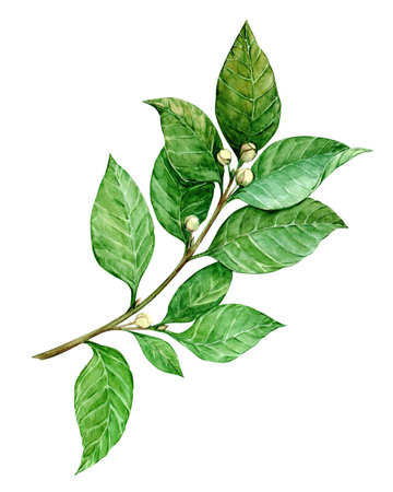 Laurel branch isolated on white background. Watercolor illustration. Fragrant culinary plant. Seasoning for Mediterranean, French cuisine. Green spring leaves of bay.の写真素材