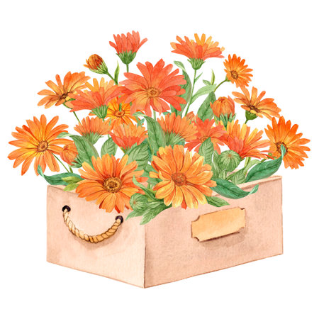 Hand painted calendula with watercolors in a wooden box. Decorative composition in Provence style. Flower box for wedding invitations and cards, herbal tea packaging.の写真素材