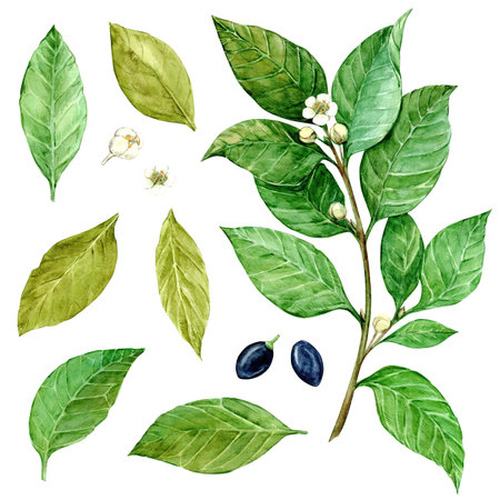 Laurel branch isolated on white background. Watercolor illustration. Fragrant culinary plant. Seasoning for Mediterranean, French cuisine. Green spring leaves of bay.の写真素材