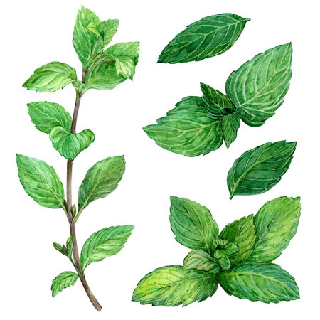 Set of mint leaves on an isolated white background. Watercolor botanical illustration. Fresh ingredient for herbal tea, cocktail, dessert. Green leaves.の写真素材