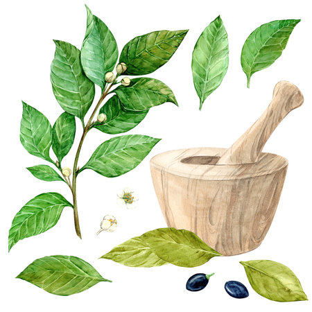 Laurel branch and wooden mortar on a white background. Watercolor illustration. Fragrant culinary plant. Seasoning for Mediterranean, French cuisine. Green spring leaves of laurel.の写真素材