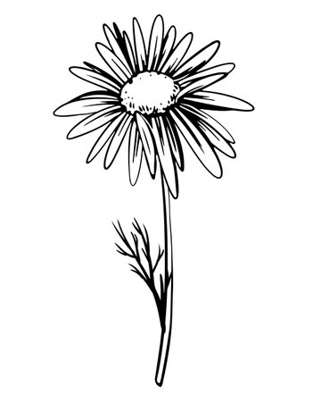 Linear drawing of chamomile on a white background. Medicinal plant in engraving technique. Vector. Ingredient for herbal tea.の写真素材