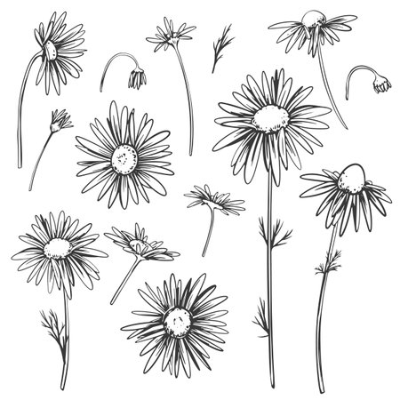 Chamomile flowers set. Vector linear illustration isolated on white background. Line art, engraving style. Medicinal plant, ingredient in herbal tea and natural cosmetics.の写真素材
