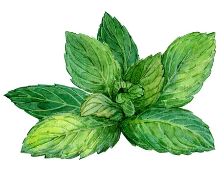 Fresh mint leaves on a white background. Watercolor botanical illustration. Ingredient for herbal tea, cocktail, dessert, mojito. Green leaves on a white background.の写真素材