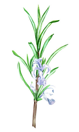Rosemary on a white background. Watercolor illustrations of spices, herbs for cooking. A green branch with small lilac flowers in a botanical style. For decorating dishes, packaging in Provence style.の写真素材