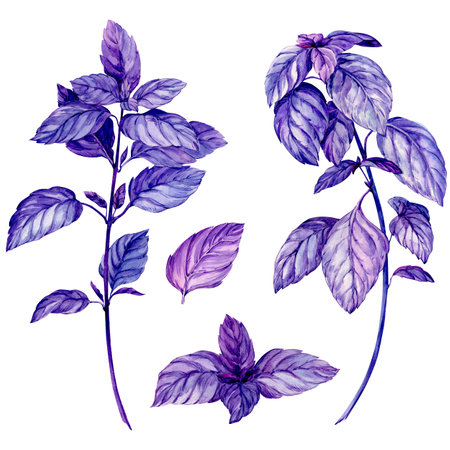 Basil isolated on white background. Branch of purple basil. Culinary herb, fragrant spice. Botanical watercolor illustration.の写真素材