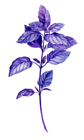 Basil isolated on white background. Branch of purple basil. Culinary herb, fragrant spice. Botanical watercolor illustration.の写真素材
