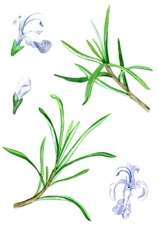 Branches of rosemary on a white background. A set of aromatic spices, Provence herbs. Watercolor illustration for packaging, menu, textile.の写真素材