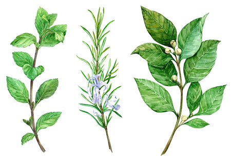 Watercolor set of culinary herbs: mint, rosemary, bay leaf. Illustration in botanical style using kitchen herbs and spices. Ingredients of Italian and Mediterranean cuisine on a white background.の写真素材
