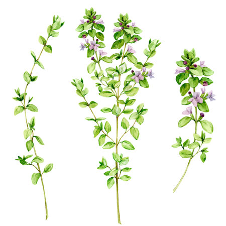 Watercolor drawing of a broad-leaved thyme, isolated on a white background. Botanical hand drawn illustration. A set of aromatic kitchen herbs, spices for Mediterranean cuisine.の写真素材