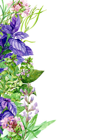 Provence herbs: mint, basil, thyme, oregano, laurel, tarragon. Watercolor illustration on a white background. Kitchen herbs suitable for booklets, restaurant menus, textile design.の写真素材