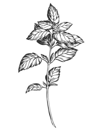 Basil on a white background in retro style. A popular seasoning in Italian, Greek and Provencal cuisine. Branch in engraving style. Spices botanical vector illustration.のイラスト素材