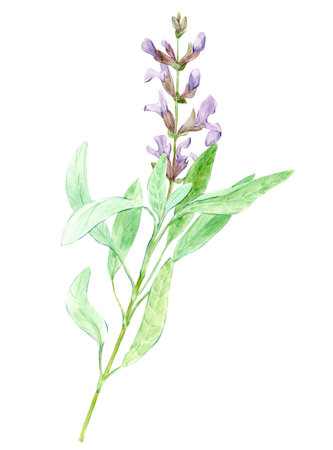 Sage herb. Watercolor illustration. Hand drawn salvia plant. Realistic botanical organic sage plant. Natural salvia bunch with flowers and green leaves. Medical health herb. White backgroundの写真素材