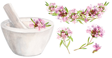 A white mortar for chopping herbs and thyme flowers. Watercolor illustration. Preparation of herbal tea, tonic. The concept of phytotherapy, laboratory. Composition for the design of labels.の写真素材