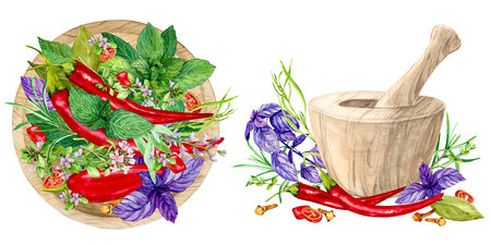 Colorful herbs for cooking: basil, tarragon, thyme, chili, cloves, mint, bay leaf and rosemary. Watercolor illustration. Provence spices in a wooden bowl, mortar with herbs.の写真素材