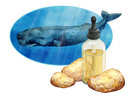 Ambergris, ambre gris, ambergrease or grey amber.. Watercolor illustration. An ingredient in perfumes and aromatic compositions. Digestion product of sperm whales. Isolated on white background.の写真素材