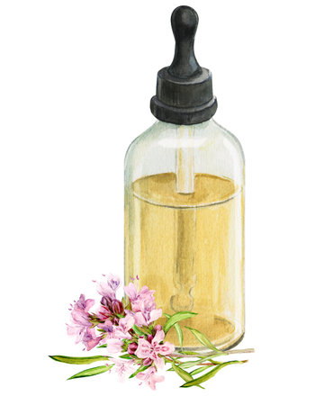 A bottle of thyme essential oil with flowers on a white background. Watercolor illustration. Composition for the design of phyto products. Botanical drawing.の写真素材